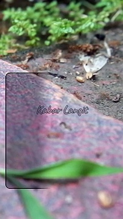 Allah Yang Mengatur Segala Sesuatu