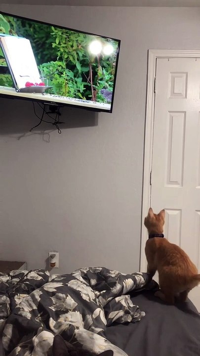 #5 funny-cat-video