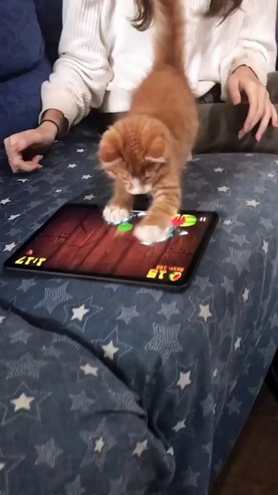 #7 funny-cat-video