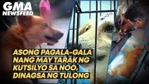 Asong pagala-gala nang may tarak ng kutsilyo sa noo, dinagsa ng tulong | GMA News Feed