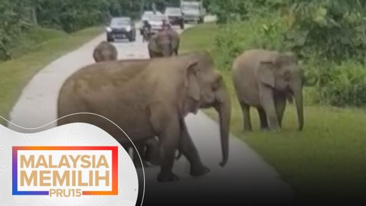 PRU15 | Pekebun, peneroka Felda Umas rayu selesaikan isu gajah liar