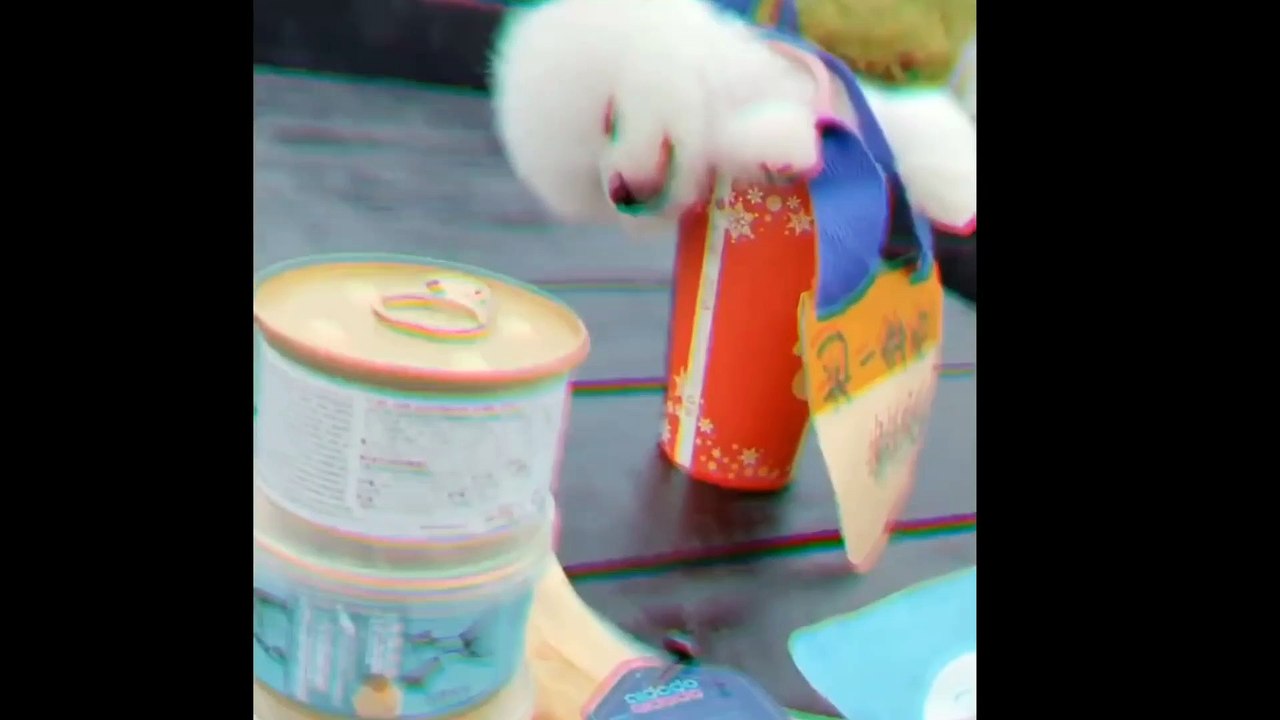 Funny and Cute Dog Pomeranian | Funny Puppy Videos #1