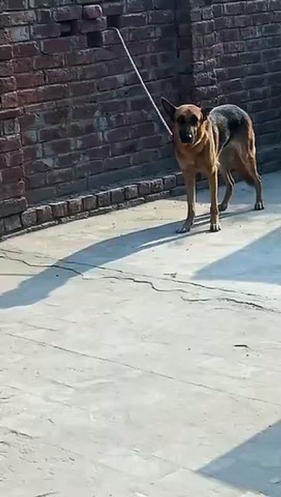 Beautiful Dog big size