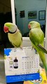 So Cute Talking Parrot