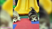 Baby Alaskan Malamute Cutest and Funniest Moments New Compilation  Try Not To Laugh