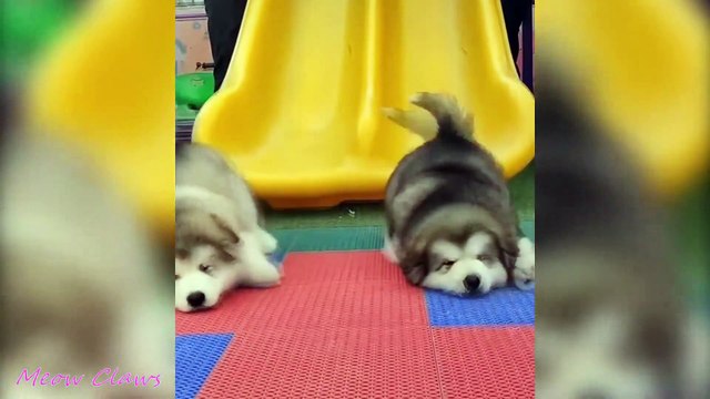 Baby Alaskan Malamute Cutest and Funniest Moments New Compilation Try Not To Laugh