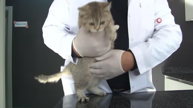 (ESKİŞEHİR - ÖZEL)Veteriner Hekim Mehmet Kızılinler: Çiftlik ve ev hayvanlarında da kuduzla alakalı problem yaşama riskimiz var