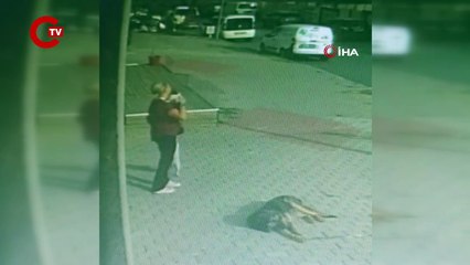 Büyükçekmece’de pencereden düşen köpeği havada yakaladı