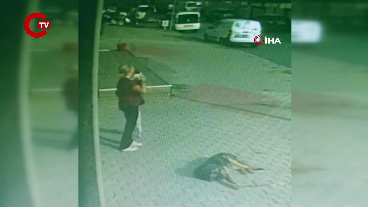 Büyükçekmece’de pencereden düşen köpeği havada yakaladı