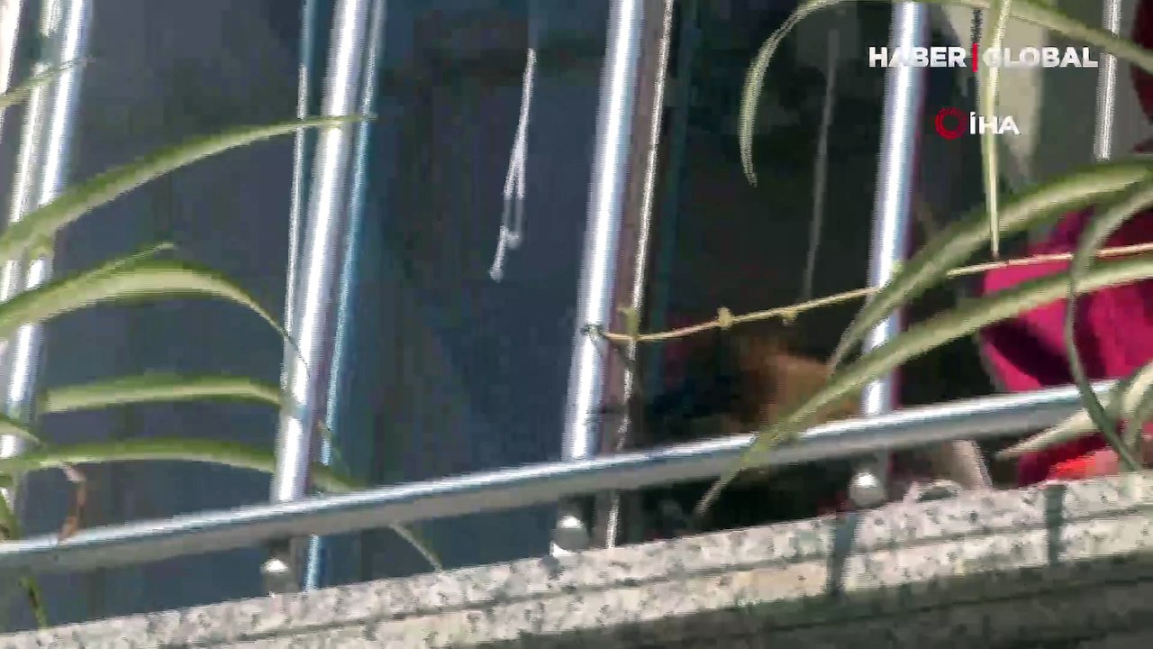 Pencereden düşen köpeği havada yakaladı, hayatını kurtardı