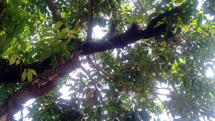 Evan loss -Full senyum sayang