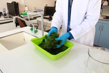 İZMİR KÖRFEZİ'NDEKİ DENİZ MARULLARI, EKONOMİYE KAZANDIRILACAK