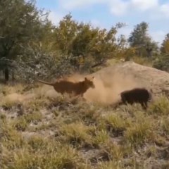 Animal Attack - Lions, Buffallo vs Wartog