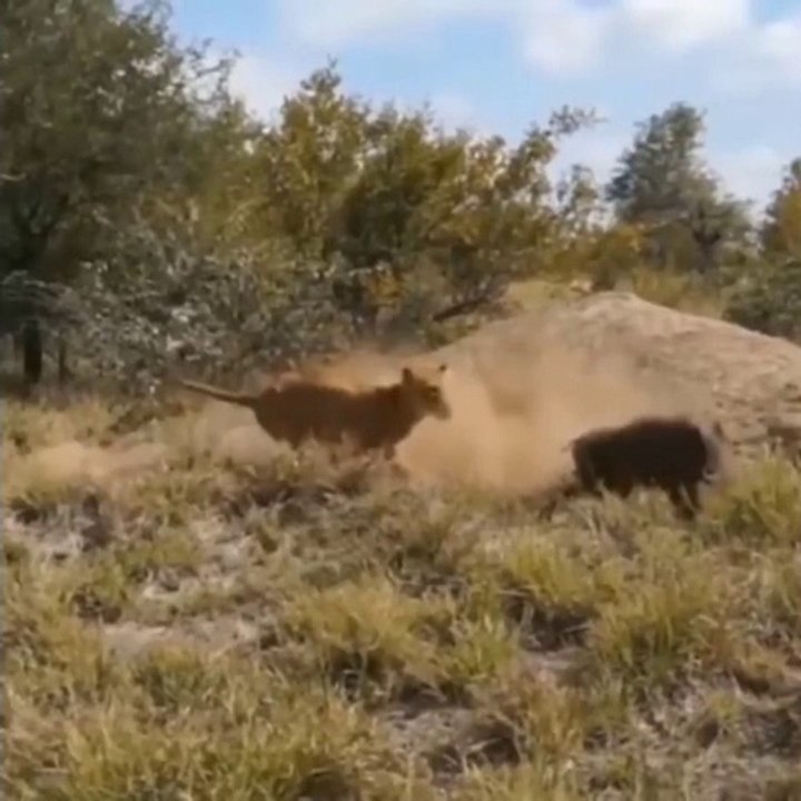 Animal Attack - Lions, Buffallo vs Wartog