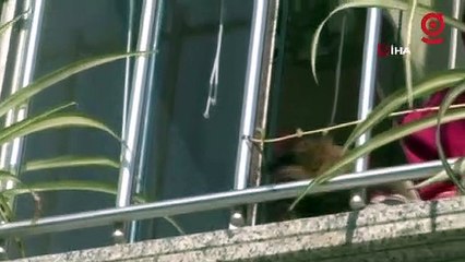 Pencereden düşen köpeği havada yakaladı
