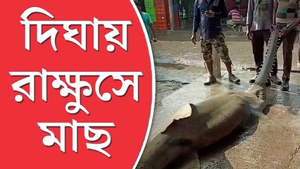 দিঘার মোহনায় পাওয়া গেল সাড়ে ৫০০ কেজির রাক্ষুসে মাছ