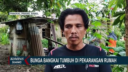 Kemunculan Bunga Bangkai di Pekarangan Rumah Bikin Geger Warga Pangkalan Baru, Berikut Selengkapnya!