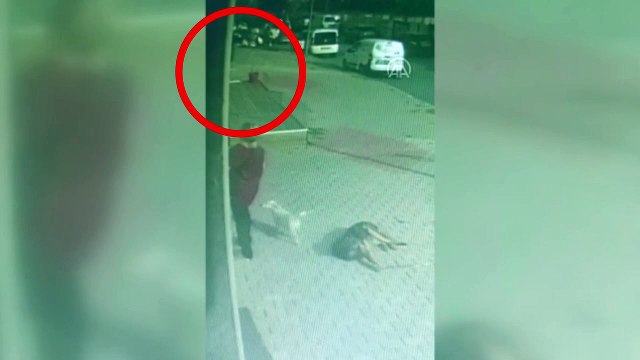 Büyükçekmece'de birinci kattan düşen köpeğin havada yakalandığı anlar kameralara yansıdı