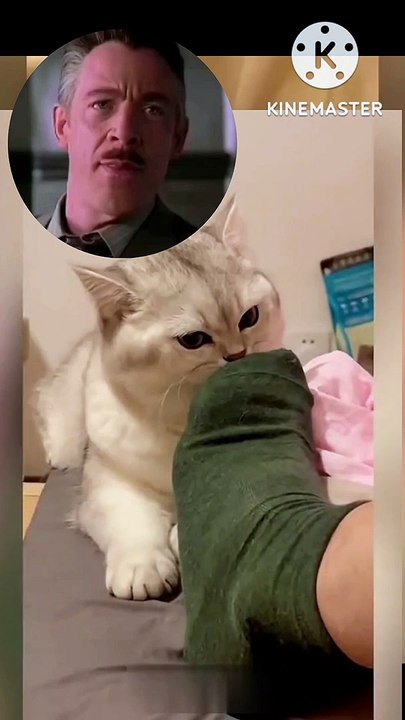 Funny cat 03