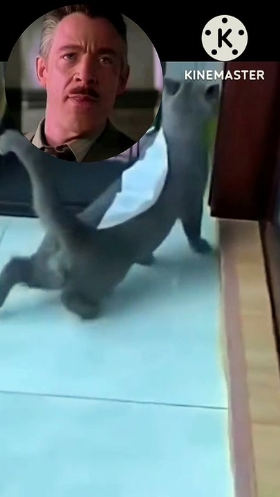 Funny cat 05