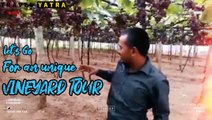 Grape Farm Visit | Vineyard Of Theni Tamilnadu |  Grapes Garden Virtual Tour By Travel Yatra