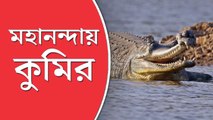 কুমিরের দেখা মিলল মালদহে