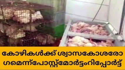വില്പനയ്ക്ക് എത്തിച്ച ചത്ത കോഴികൾക്ക് ശ്വാസകോശ രോഗമെന്ന് റിപ്പോർട്ട്