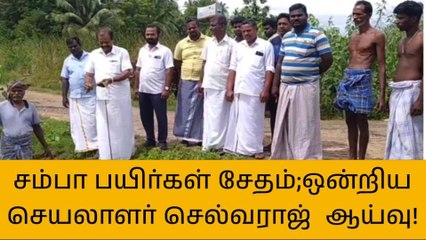 நன்னிலம்: சம்பா பயிர்களை ஆய்வு செய்த ஒன்றிய செயலாளர்