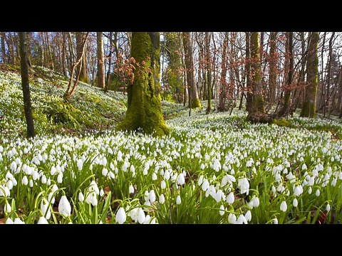 Johann Sebastian Bach-Вариации на тему Бранденбургских Концертов(№4 BWV 1049)Баха.REMIX.