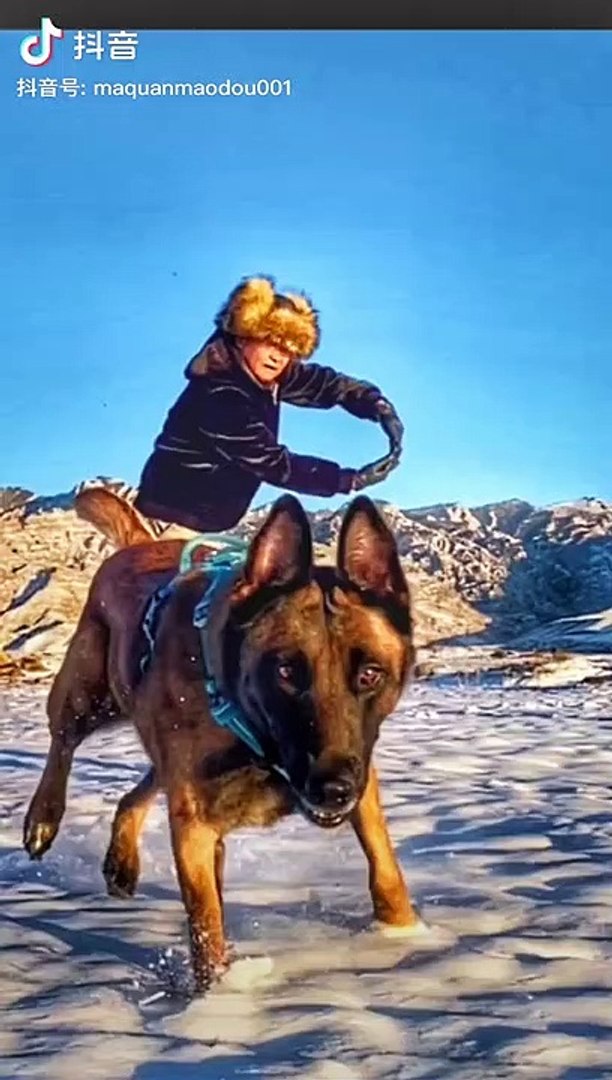 ⁣Dog atitude montage #funny #dog