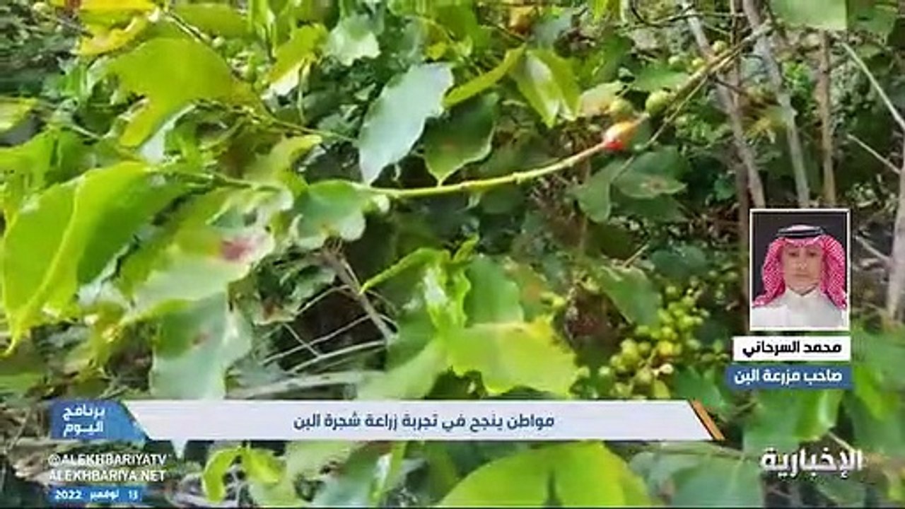 فيديو صاحب المزرعة محمد السرحاني - - بدأت بزراعة البن منذ عام 2019 في منطقتي أبها وعسير.. وتعتبر زراعتها مكلفة مادياً لما تحتاجه من عناية فائقة ج