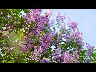 Organ Concerto in A- BWV593 (arr. of Vivaldi's Concerto Op.3 No.6, RV522)-Allegro-REMIX-VERSION TWO