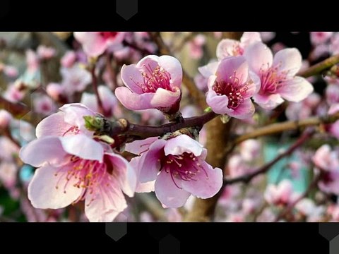 Organ Concerto in A-, BWV593 (arr. of Vivaldi's Concerto Op.3 No.6, RV522)-1.Allegro-REMIX-HARP