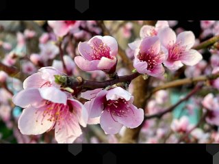 Organ Concerto in A-, BWV593 (arr. of Vivaldi's Concerto Op.3 No.6, RV522)-1.Allegro-REMIX-HARP