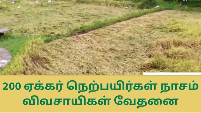 200 ஏக்கர் நெற்பயிர்கள் நாசம்