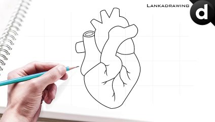 how to draw heart organs easy and simple
