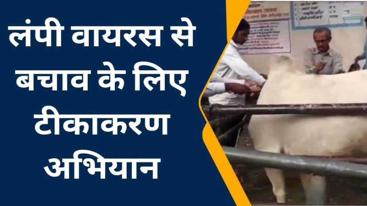 अलीराजपुर : लंपी वायरस से बचाव के लिए जारी है ट...