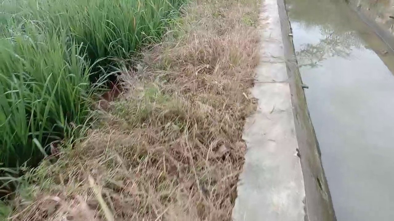 Pemandangan padi