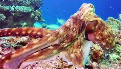 HERBIVORA-Herbivores - elephant, cow, horse, goat, giraffe - Animal sounds