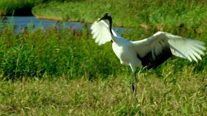 Petrol Üreten Kentte Sulak Alan Ekolojisinin Restorasyonu