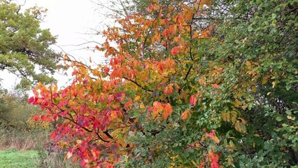 Welshpool's wildlife wonderland