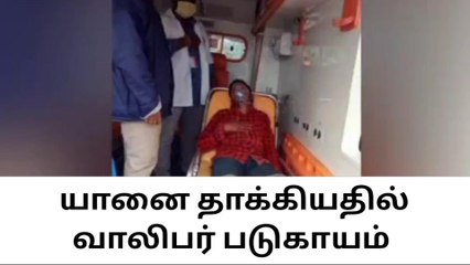 யானை தாக்கியதில் வாலிபர் படுகாயம்!