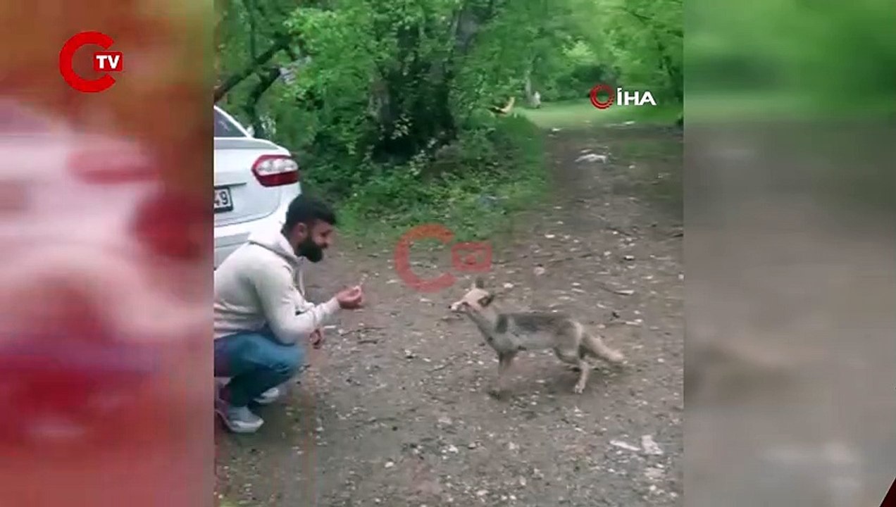 Tilkiye kraker yediren vatandaşın gülümseten anları