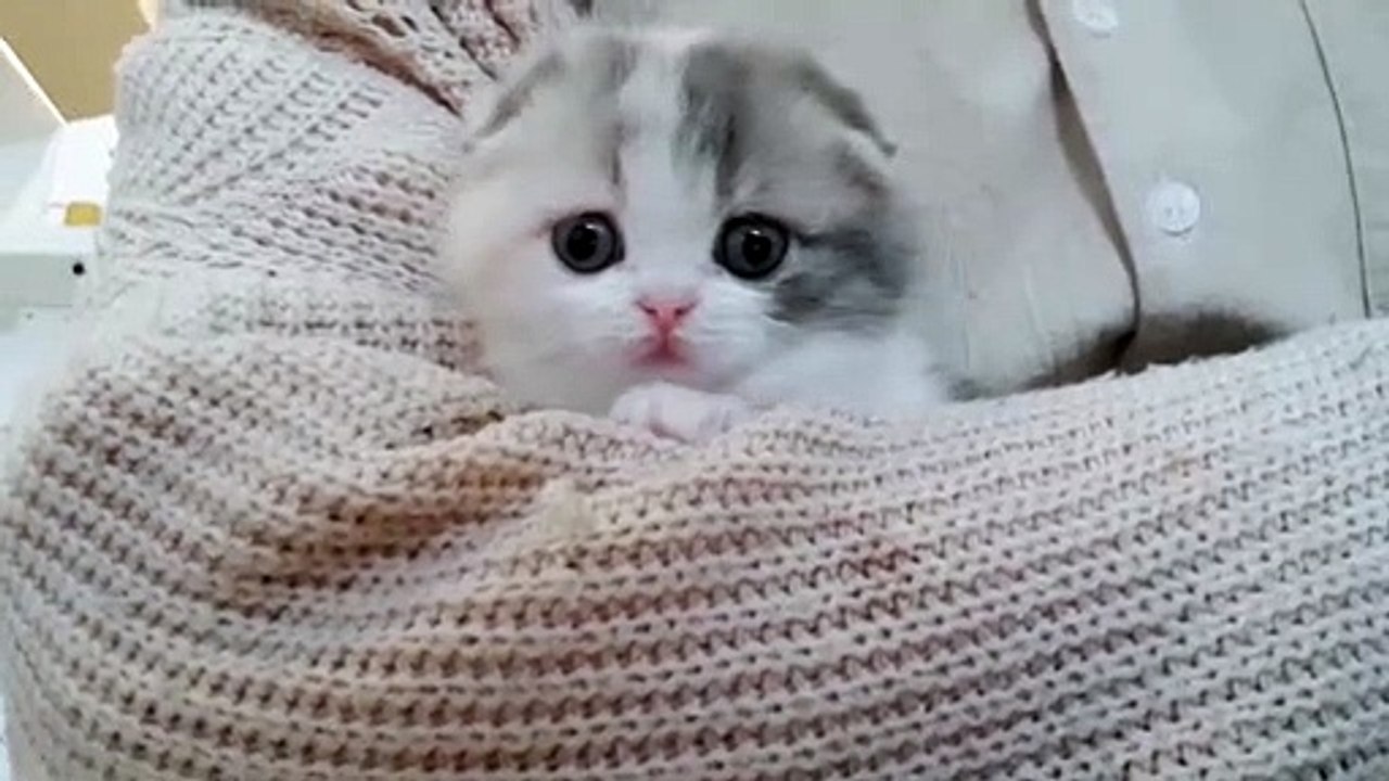 baby short leg cat