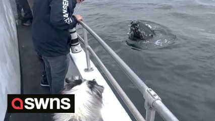 Adorable moment dog sees a whale up close for the first time
