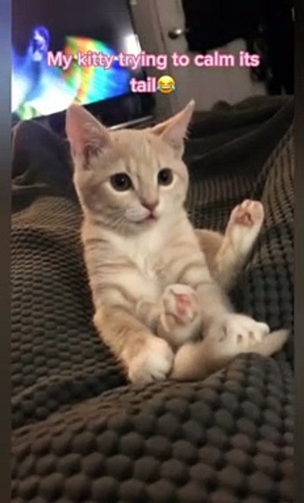Cute cat