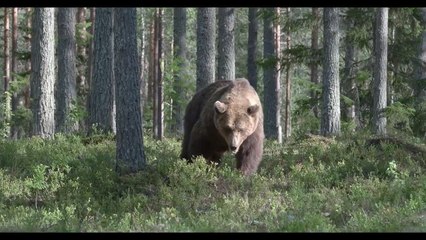 Large brown bear strolls through old forest.