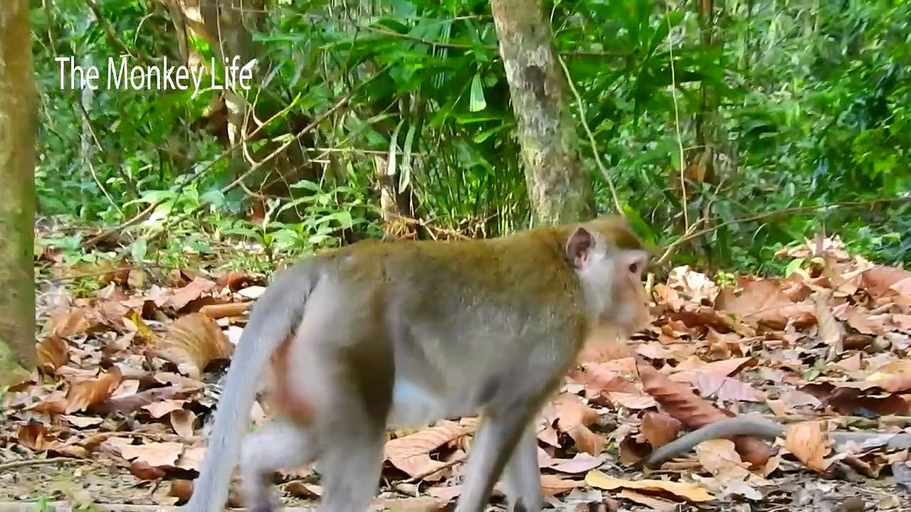 Blocked Milk! Pitiful baby Ara crying hungry milk because mom Anna blocked