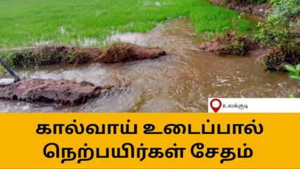 Download Video: tதிருச்சுழி:கால்வாய் உடைந்ததால் நெற்பயிர்கள் நீரில் மூழ்கி சேதம்