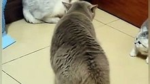 Cat is Funny #shorts